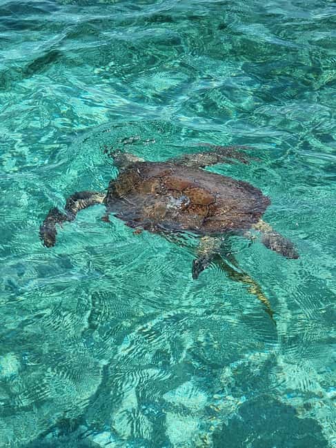 Nassau: Rose Island Swimming Pigs & Turtles Snorkeling Tour - Rose Island delivers the main water time
