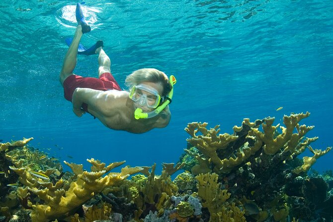 Nassau Shore Excursion: Bahamas Snorkel Adventure - Key Points Before You Reserve