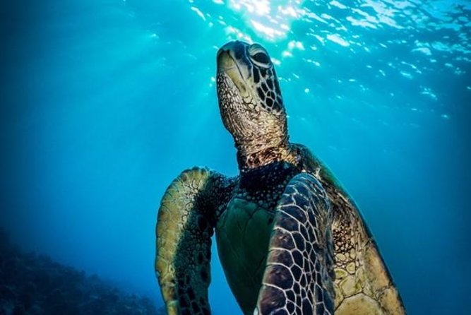 Nassau Shore Excursion: Bahamas Snorkel Adventure - First Reef Stop: Your Best Chance for Fish