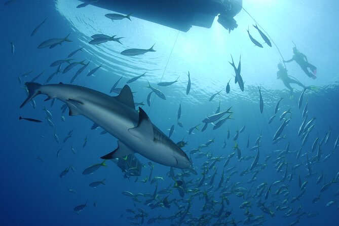 Nassau Shore Excursion: Bahamas Snorkel Adventure - The Shark Stop: Big Thrill, Short Window