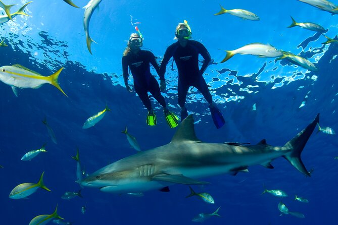 Nassau Shore Excursion: Bahamas Snorkel Adventure - Safety and Crew Support in the Water
