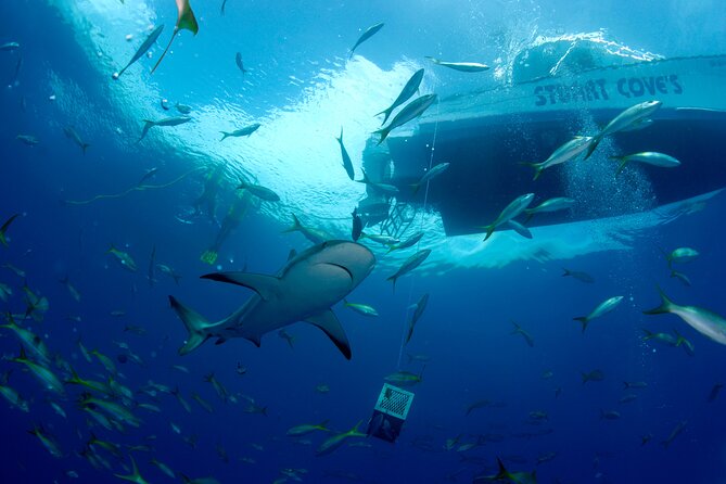 Nassau Shore Excursion: Bahamas Snorkel Adventure - Cruise Timing Is the Part to Handle Carefully