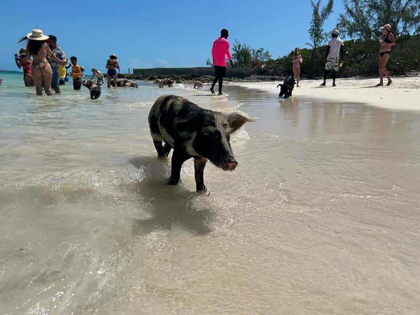 Nassau: Snorkeling, Pig Beach, Swim with Turtles, and Lunch - Why this Nassau boat trip works so well