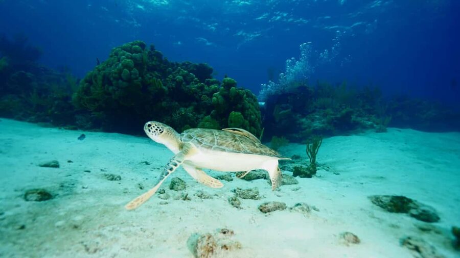 Nassau: Snorkeling, Pig Beach, Swim with Turtles, and Lunch - The ride home and what the timing feels like