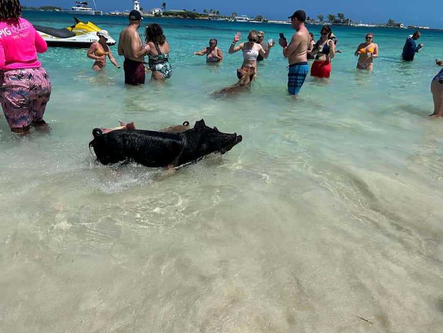 Nassau: Snorkeling, Pig Beach, Swim with Turtles, and Lunch - Crew service and the feel on board