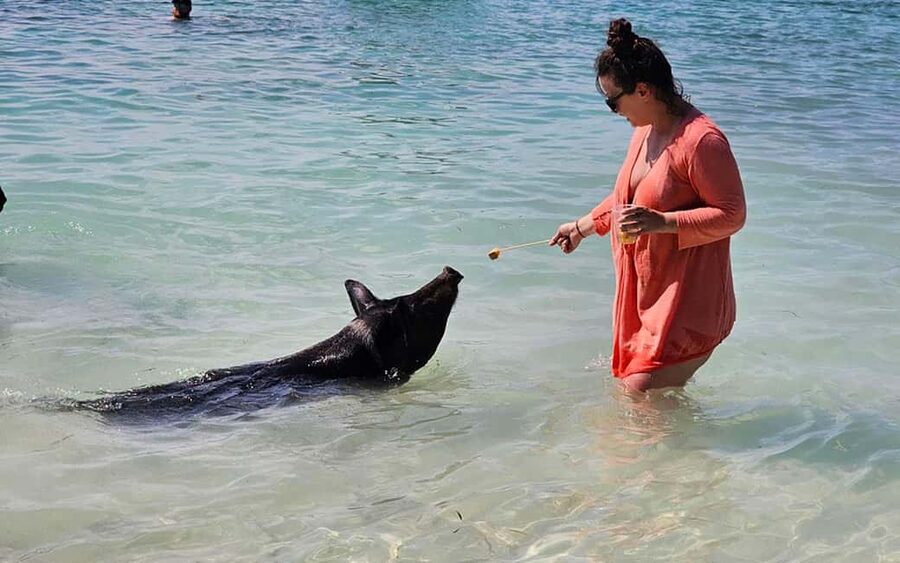 Nassau: Snorkeling, Pig Beach, Swim with Turtles, and Lunch - Starting at Montagu Beach
