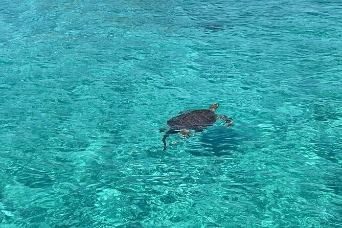 Nassau: Swimming Pigs And Snorkel With Turtles - Key things to know before you book