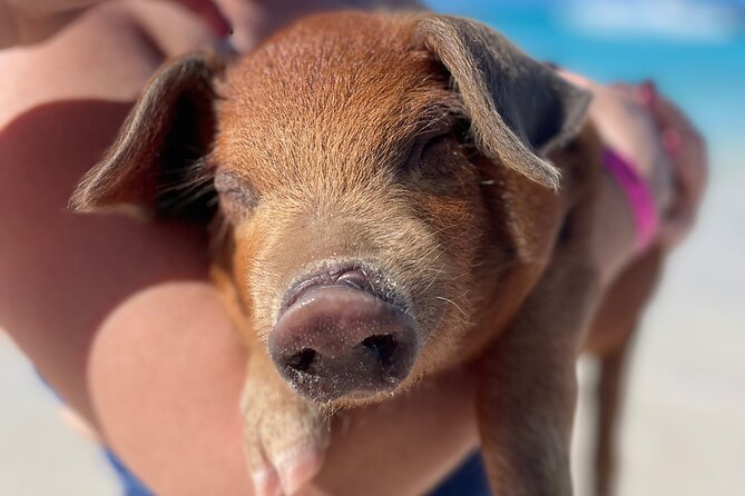 Nassau: Swimming Pigs And Snorkel With Turtles - Rose Island: pigs, sand, and time to play