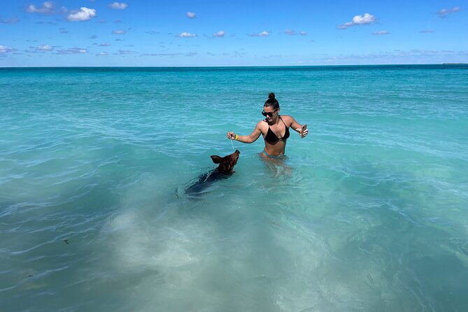 Nassau: Swimming Pigs And Snorkel With Turtles - Should you book it?