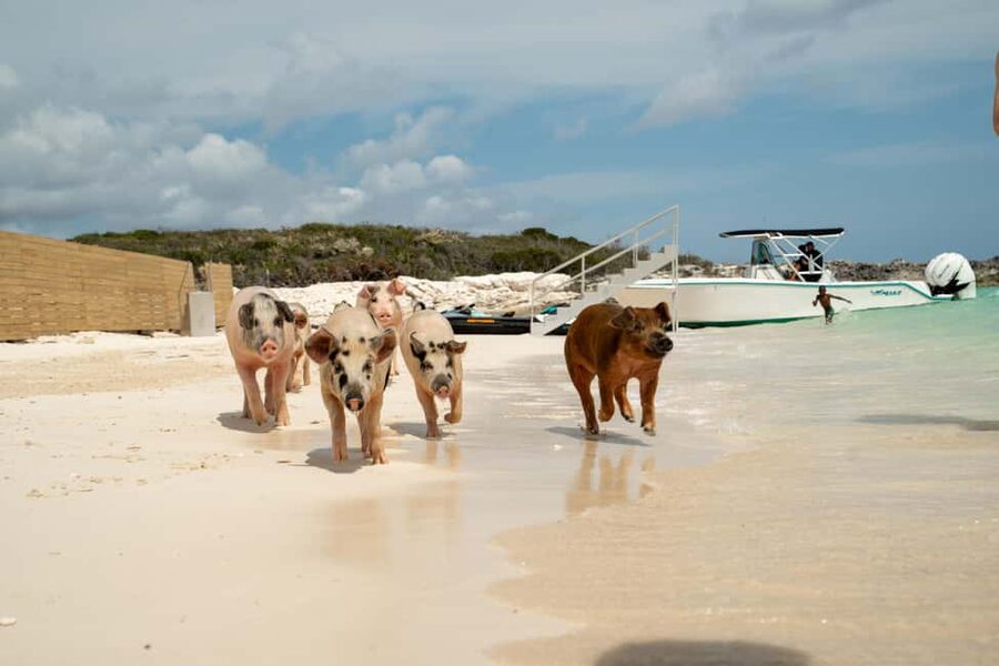 Nassau: Swimming Pigs, Snorkeling, Lunch, & Beach Boat Tour - What the $140 price really covers