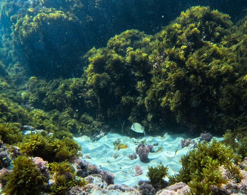 Nerja-Maro: Snorkeling & Sea Scooter Speedboat Trip - Who should book this trip?