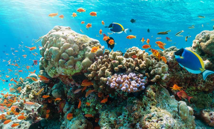 Nha Trang Half Day Snorkeling Trip - Lunch on a wooden boat or at a restaurant