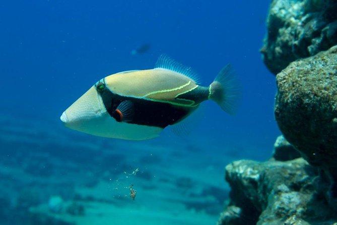 Ni'ihau and Na Pali Coast Snorkel Boat Tour - Snorkeling conditions and what you need to know