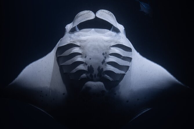 Night Manta Ray Snorkel - Why Kona’s night manta snorkel is so unusual