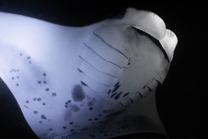 Night Manta Ray Snorkel - What the manta viewing is like