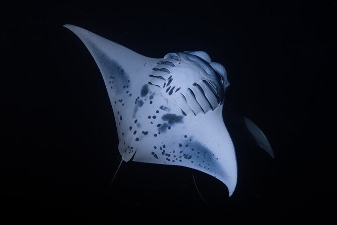 Night Manta Ray Snorkel - A small boat makes a real difference