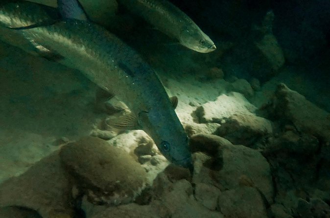 Night Snorkeling Adventure - The tarpon encounter you are hoping for