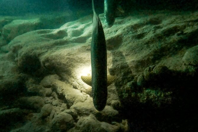 Night Snorkeling Adventure - Is the $71.65 price good value?