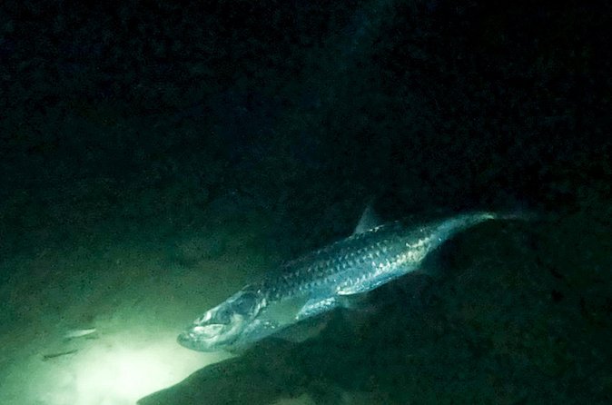 Night Snorkeling Adventure - Who will enjoy this most?