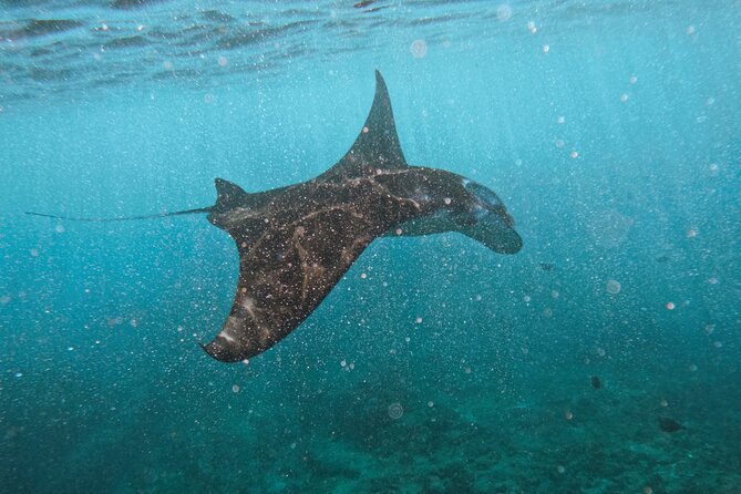 Nusa Penida day trip: boat, 4 snorkeling, Manta rays & Land tour - Key points at a glance