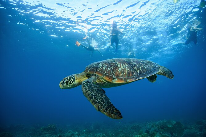 Nusa Penida day trip: boat, 4 snorkeling, Manta rays & Land tour - SD Point offers coral and fish close to Nusa Penida