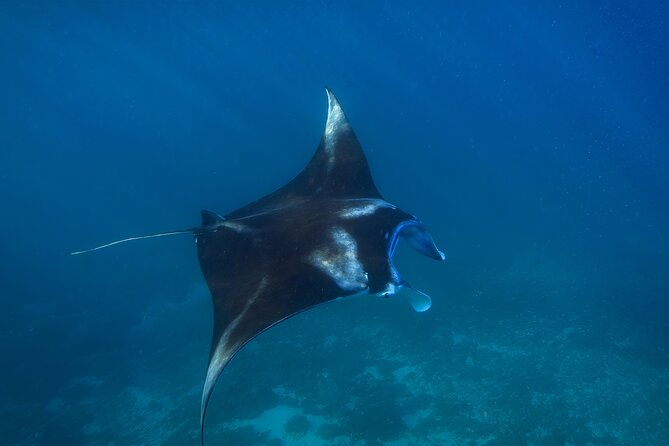 Nusa Penida day trip: boat, 4 snorkeling, Manta rays & Land tour - Wall Bay and the manta stop save the biggest hopes for later