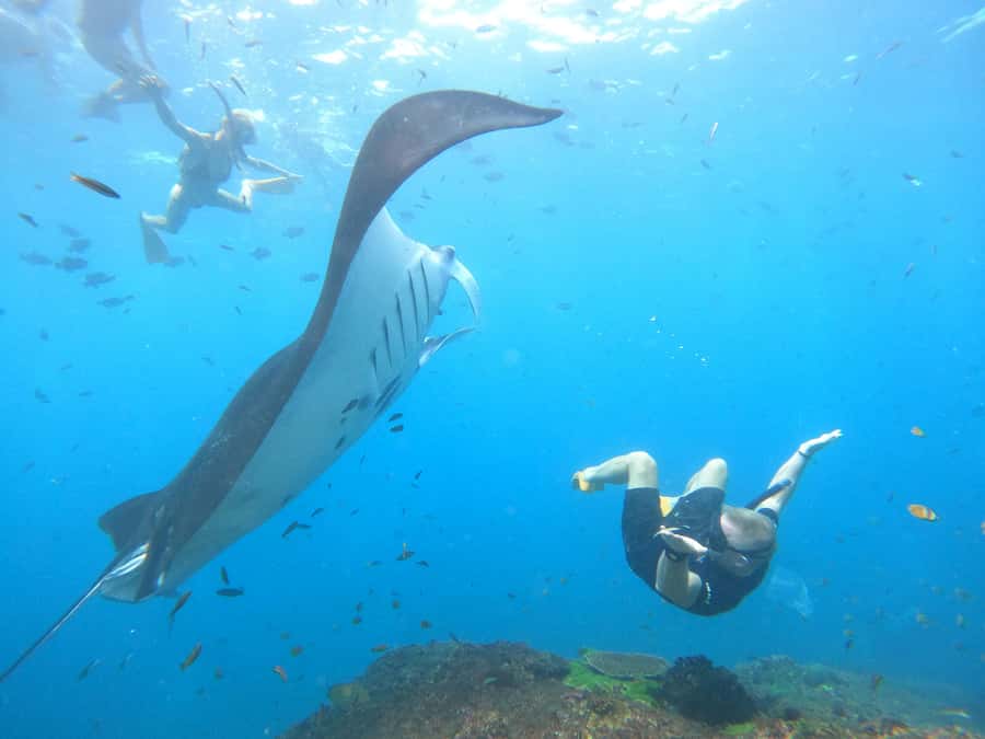 Nusa Penida: Full Day Private Snorkeling With Manta Ray - A private morning from Maruti Beach Club