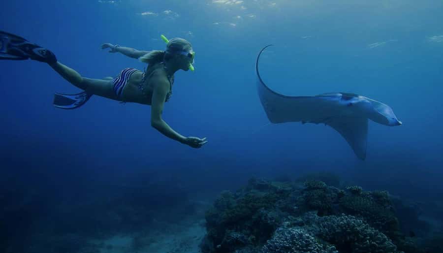 Nusa Penida: Full Day Private Snorkeling With Manta Ray - Manta Bay: the big wildlife gamble