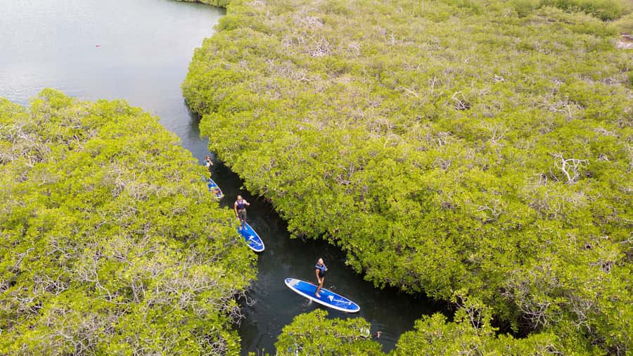Nusa Penida: Snorkel 3 Spots w/ GoPro & Mangrove Paddle Tour - The mangrove paddle near the end