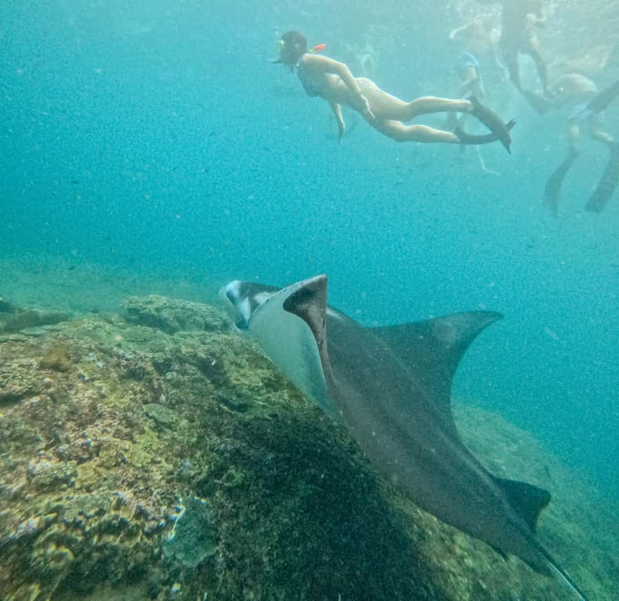 Nusa Penida: Snorkel 3 Spots w/ GoPro & Mangrove Paddle Tour - Time, transport, and the shape of the day