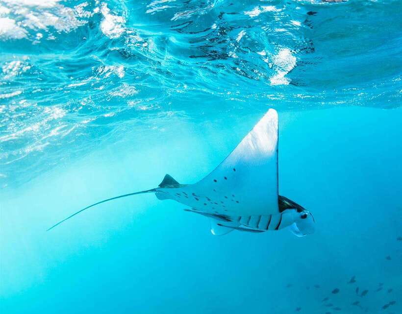 Nusa Penida: Snorkeling 3-4 spots and island tour with guide - The west-island add-on turns snorkeling into a full day