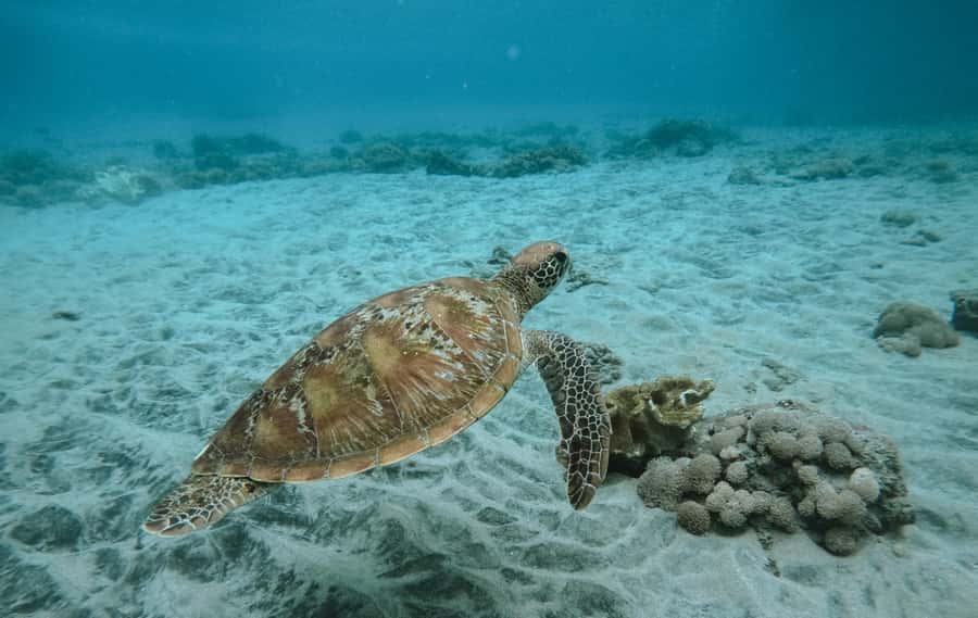 Nusa Penida: Snorkeling 3 Spots with GoPro & West Land Tour - Morning at Manta Bay, where conditions decide the day