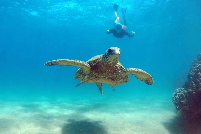Oahu 5-in-1 Deluxe Cruise: Turtle Snorkeling & Ocean Activities - Snorkeling near Waikiki