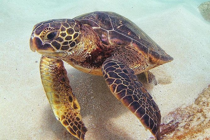 Oahu Circle Island Tour with Turtle Snorkeling— Small-Groups - North Shore lunch, taro fields, and tropical fruit