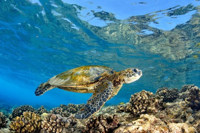 Oahu Circle Island Tour with Turtle Snorkeling— Small-Groups - Sunset Beach and the North Shore surf coast