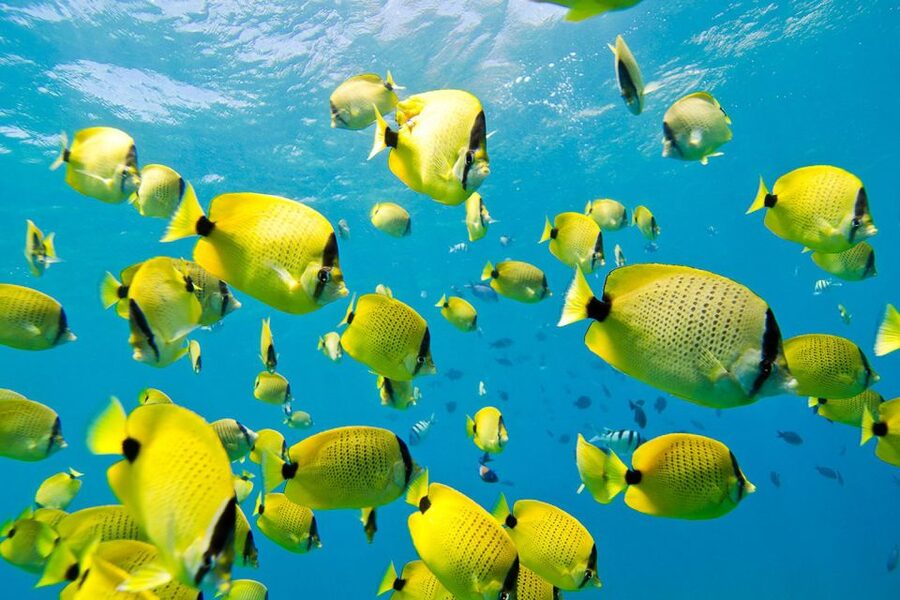 Oahu: Dolphin Swim and Turtle Snorkel Excursion in Waianae - Who should book this Waianae excursion?