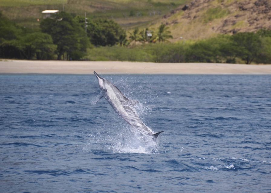 Oahu: Dolphin Swim and Turtle Snorkel Excursion in Waianae - Why the Waianae coast makes this a strong wildlife trip