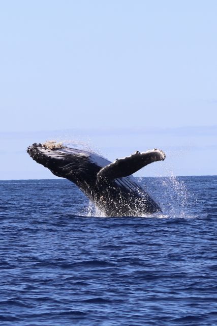 Oahu: Dolphin Swim and Turtle Snorkel Excursion in Waianae - The 30-minute safety briefing