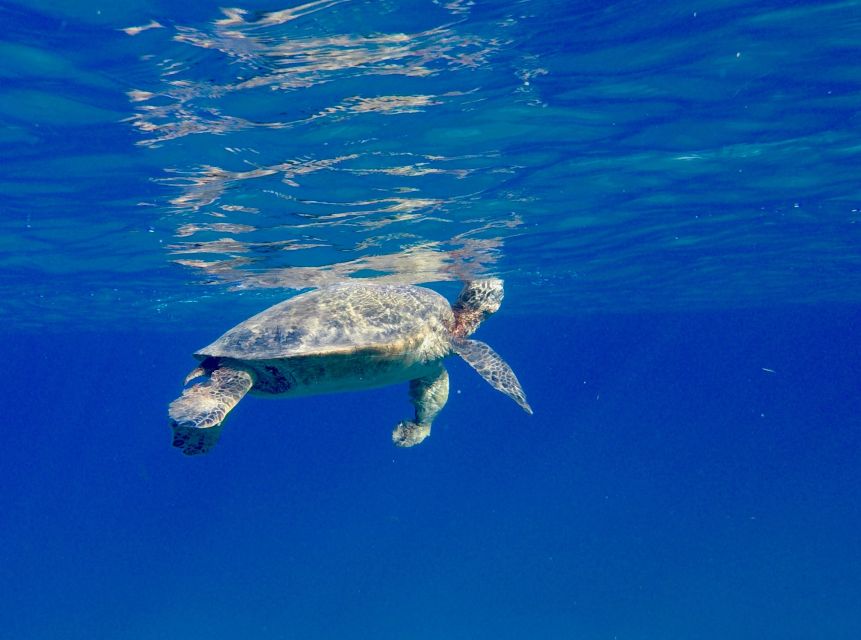 Oahu: Dolphin Swim and Turtle Snorkel Excursion in Waianae - The 32-foot boat and open-ocean search