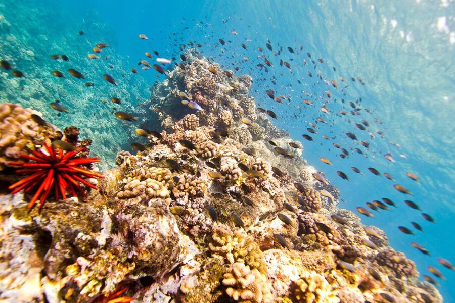 Oahu: Dolphin Swim and Turtle Snorkel Excursion in Waianae - Swimming with dolphins, with important limits