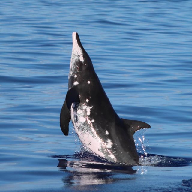 Oahu: Dolphin Swim and Turtle Snorkel Excursion in Waianae - Turtle snorkeling in protected bays