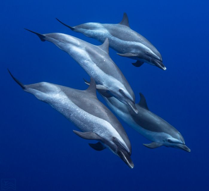 Oahu: Dolphin Swim and Turtle Snorkel Excursion in Waianae - The ride from Waikiki to Waianae