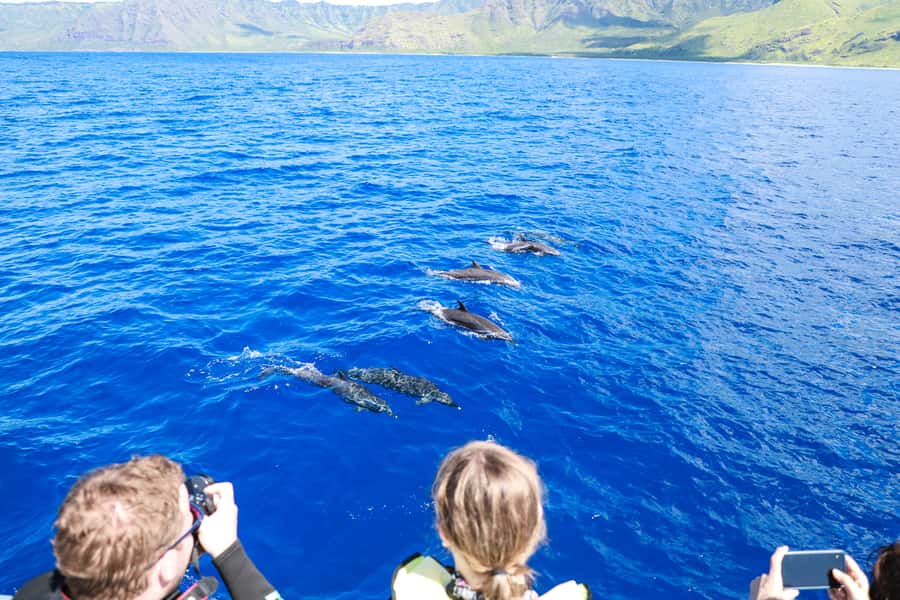 Oahu: Dolphin Watching & Turtle Snorkeling with Waterslide - Practical details to bring