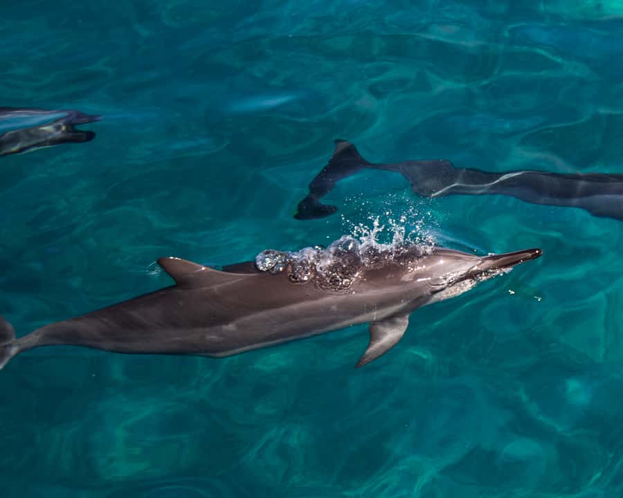 Oahu: Dolphin Watching & Turtle Snorkeling with Waterslide - Setting out from Oahu’s west coast