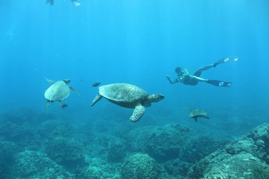 Oahu: Dolphin Watching & Turtle Snorkeling with Waterslide - Who will enjoy this boat trip most?