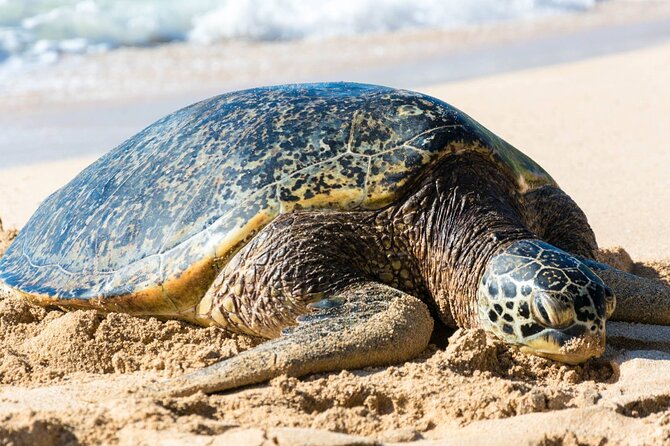 Oahu: Grand Tour Around Island 16 Locations plus Snorkeling - Why this tour works as an Oahu orientation day