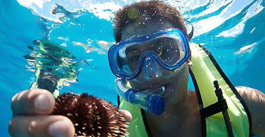Oahu: Hilton Hawaiian Village Snorkel Tour - Snorkeling with turtles and colorful fish