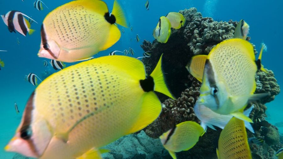 Oahu: Honolulu Turtle Canyon Snorkeling Tour - At a glance