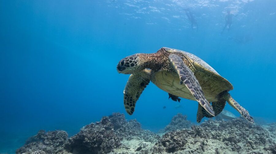 Oahu: Honolulu Turtle Canyon Snorkeling Tour - A short boat trip from Ala Moana