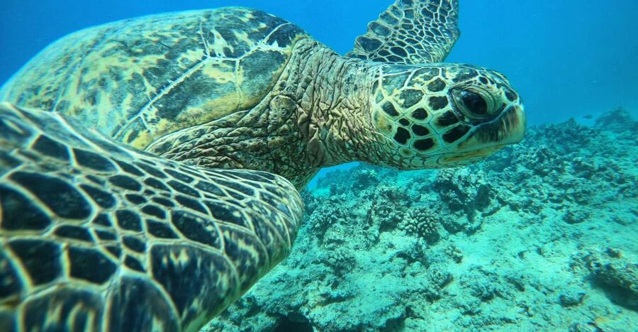 Oahu: Honolulu Turtle Canyon Snorkeling Tour - Turtle Canyon and the main turtle encounter